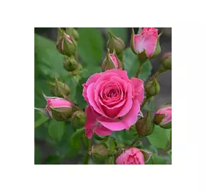 Троянда спрей Лавлі Лідія ( Lovely Lidia )