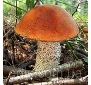 Підосичник звичайний 50 г (міцелій грибів)