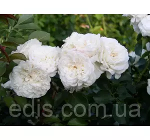 Троянда Біла Сенсація (White Sensation) англійська флорібунда