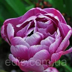 Тюльпан махровий пізній Lilac Perfection (Лайлек Перфекшен) 3 цибулинки