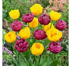 Набір цибулин квітів Помпонетт 7 цибулин тюльпанів
