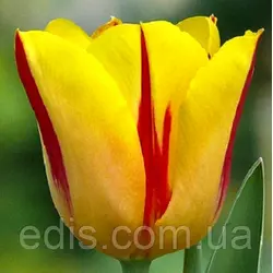 Тюльпан гібрид Дарвіна Washington (Вашингтон) 3 цибулинки
