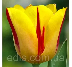 Тюльпан гібрид Дарвіна Washington (Вашингтон) 3 цибулинки
