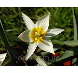 Тюльпан ботанічний Turkestanica (Туркестаніка) 5 цибулин