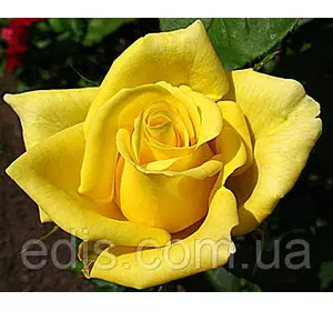 Троянда Ландора (Landora) чайно-гібридна