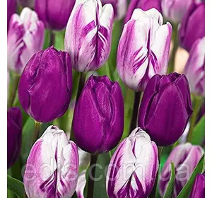 Арт-набір Violet Delight (Вайлет Дилайт), 7 цибулин тюльпанів