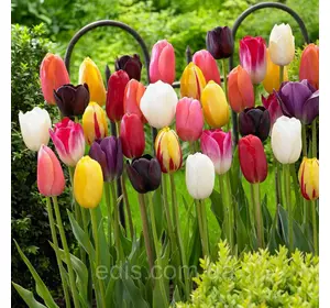 Колекція тюльпанів Тріумф 25 сортів, 50 цибулин