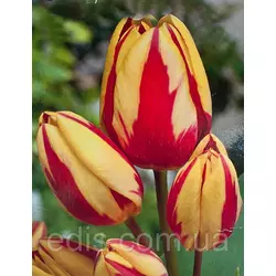Тюльпан мультифлора Colour Spectacle 3 цибулинки