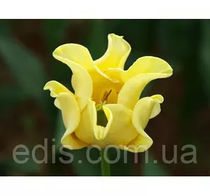 Тюльпан хвилястий Yellow Crown (Єллоу Краун) 3 цибулинки