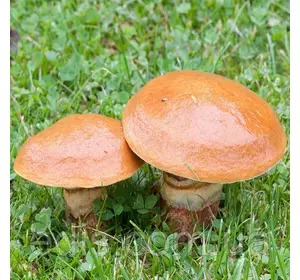 Маслюк 50 г (міцелій грибів)