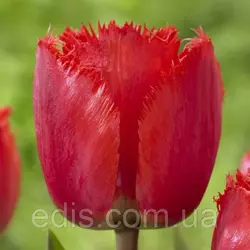 Тюльпан оторочений Red Wing (Ред уінг), 3 цибулини