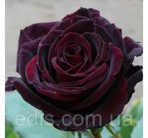 Троянда Чорний Барон (Black Baron) чайно-гібридна
