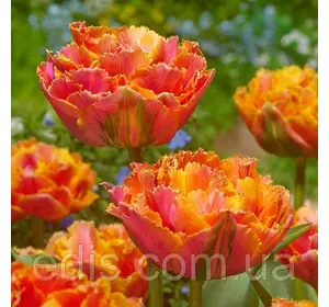 Тюльпан бахромчатий махровий Royal Centennial (Роял Сентениал) 3 цибулинки
