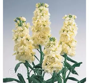 Левкой Свінг (однорічник) 0,2 г, насіння Яскрава Левкой Свінг (однорічник) 0,2 г, насіння Яскрава