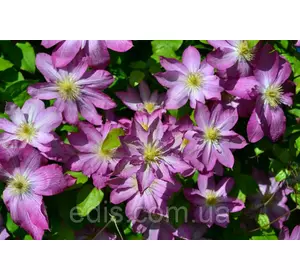 Клематис Asao (Асао) Клематис Asao (Асао)