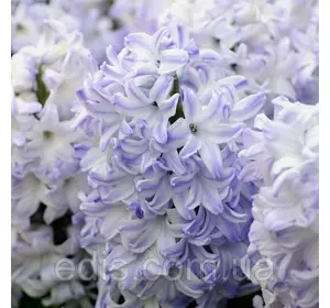 Гіацинт Blue Eyes 1 цибулина (калібр 18/19 - дуже великий) Гіацинт Blue Eyes 1 цибулина (калібр 18/19 - дуже великий)