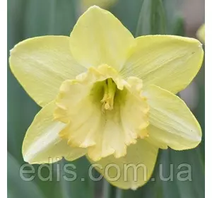 Нарцис Корончатий Alexis Beauty (Алексіс Б'юті) 2 шт./уп. Нарцис Корончатий Alexis Beauty (Алексіс Б'юті) 2 шт./уп.