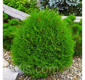 Туя Little Dorrit (Літтл Дорріт) у контейнері Туя Little Dorrit (Літтл Дорріт) у контейнері