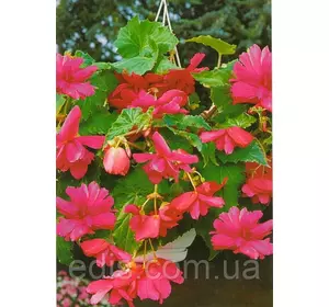 Бегонія бульбова Ампельна Рожева, 1 бульба Бегонія бульбова Ампельна Рожева, 1 бульба