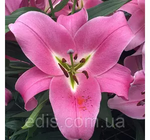 Лілія ОТ гібрид Corinthe 1 цибулина 14/16 Лілія ОТ гібрид Corinthe 1 цибулина 14/16