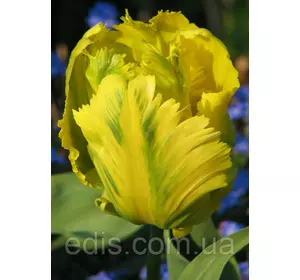 Тюльпан папуговий Texas Gold (Техас Голд), 3 цибулини 11/12 Тюльпан папуговий Texas Gold (Техас Голд), 3 цибулини 11/12