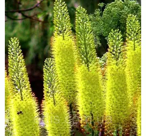 Еремурус лимонний Tap Dans (Теп Денс) кореневище Еремурус лимонний Tap Dans (Теп Денс) кореневище