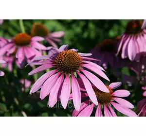 Ехінацея Пурпурова 0,5 г, насіння Яскрава Ехінацея Пурпурова 0,5 г, насіння Яскрава