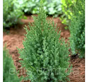 Ялівець Stricta (Стрікта) у контейнері 2 л Ялівець Stricta (Стрікта) у контейнері 2 л