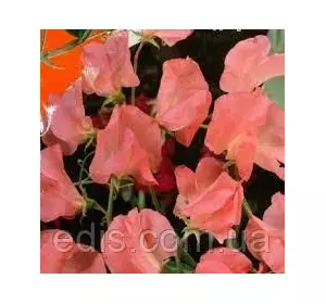 Горошок запашний Принцеса Елізабет 1,0 г, Яскрава Горошок запашний Принцеса Елізабет 1,0 г, Яскрава