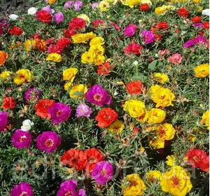 Портулак махровий, суміш, 0,2 г насіння Яскрава Портулак махровий, суміш, 0,2 г насіння Яскрава