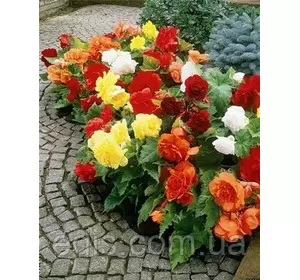 Бегонія бульбова Ампельна суміш 3 бульби/уп. Бегонія бульбова Ампельна суміш 3 бульби/уп.