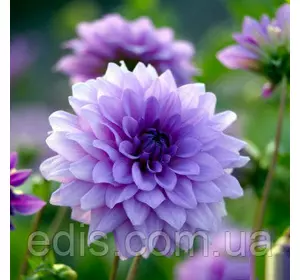 Жоржина декоративна Blue Boy (Блю Бій) Жоржина декоративна Blue Boy (Блю Бій)