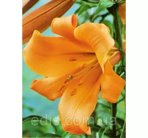 Лілія LO гібрид African Queen (Ефрикен Куїн) 1 цибулина 14/16 Лілія LO гібрид African Queen (Ефрикен Куїн) 1 цибулина 14/16