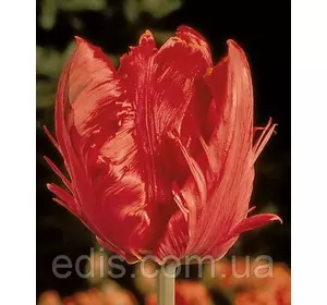 Тюльпан папуговий Karel Doorman (Карел Дормен) 3 цибулинки Тюльпан папуговий Karel Doorman (Карел Дормен) 3 цибулинки