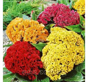 Целозія Гребінчаста махрова суміш, насіння Яскрава 0.3 г Целозія Гребінчаста махрова суміш, насіння Яскрава 0.3 г