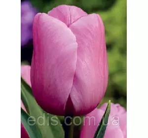 Тюльпан Тріумф Holland Beauty 3 цибулинки Тюльпан Тріумф Holland Beauty 3 цибулинки