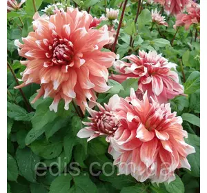 Жоржина гігантська Frost Nip Жоржина гігантська Frost Nip