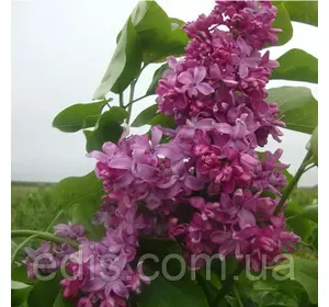 Бузок Богдан Хмельницький Бузок Богдан Хмельницький