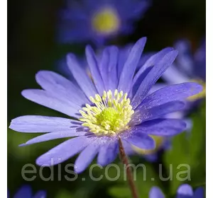Анемона Blue Shades (blanda) 5 клубней/уп. Анемона Blue Shades (blanda) 5 клубней/уп.