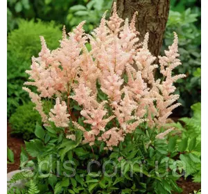 Астильба Peach Blossom (Піч Блоссом) Астильба Peach Blossom (Піч Блоссом)