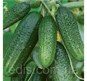 Огірок Сусіду на заздрість F1 (45-55 шт.) корнішон дражоване насіння Яскрава Огірок Сусіду на заздрість F1 (45-55 шт.) корнішон дражоване насіння Яскрава