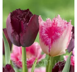 Набір цибулин квітів Даллас 7 цибулин тюльпанів Набір цибулин квітів Даллас 7 цибулин тюльпанів