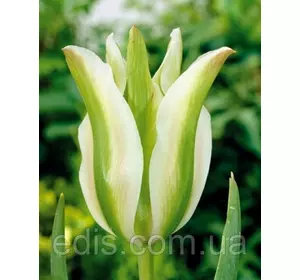 Тюльпан вірідіфлора Spring Green (Спрін Грін) 3 цибулинки Тюльпан вірідіфлора Spring Green (Спрін Грін) 3 цибулинки