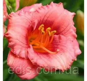 Лілейник Cosmopolitan кореневище Лілейник Cosmopolitan кореневище