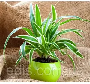 Хлорофітум Ocean P9 Хлорофітум Ocean P9