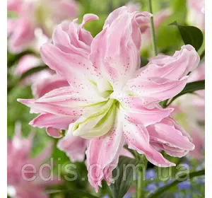 Лілія орієнтальна махрова Lotus Elegance (Лотус Елеганс) 1 цибулина 12/14 Лілія орієнтальна махрова Lotus Elegance (Лотус Елеганс) 1 цибулина 12/14