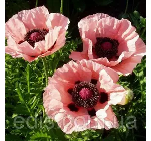 Мак багаторічний Prinzessin Viktoria Luise Мак багаторічний Prinzessin Viktoria Luise