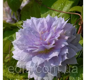 Клематис Belle of Working (Бель оф Вокін) Клематис Belle of Working (Бель оф Вокін)