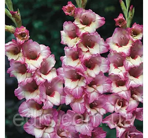 Гладіолус бамбіно Novara (2 квітконоса) 3 шт./уп. Гладіолус бамбіно Novara (2 квітконоса) 3 шт./уп.