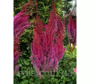 Астільба арендса Purperkerze (Пурпуркерце) Астільба арендса Purperkerze (Пурпуркерце)